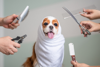 Unleash Success: A Guide to Starting a Pet Grooming Service in Portland, Oregon